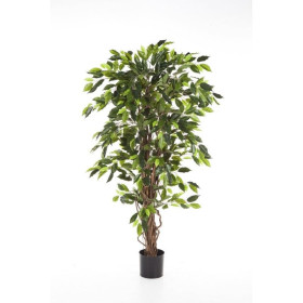 Fikus Liana 120-210cm