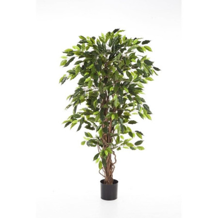 Fikus Liana 120-210cm