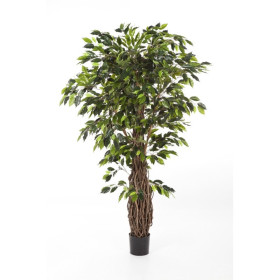 Fikus Liana De Luxe 150-240cm