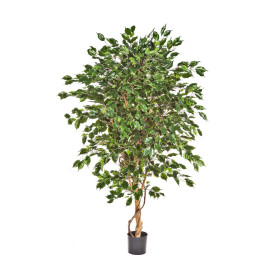 Fikus Deluxe Exotic 150-210cm