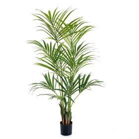 Palma Kentia 170- 200 cm