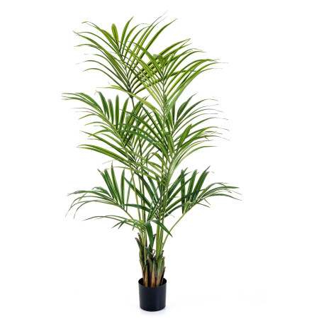 Palma Kentia 170- 200 cm