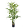Palma Kentia 170- 200 cm