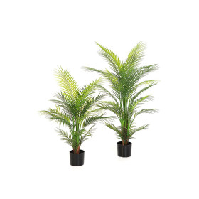 Palma Areca Nitida UV